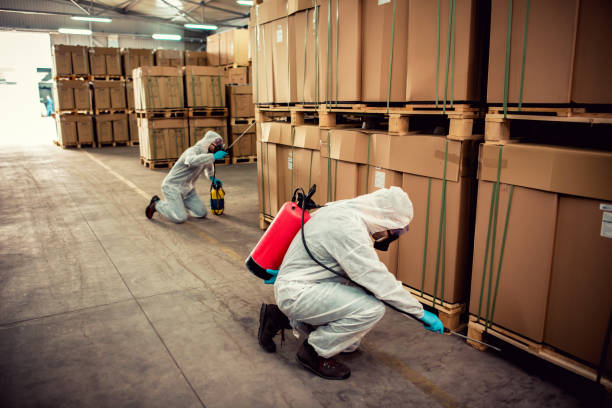 Best Pest Removal Services  in Youngtown, AZ