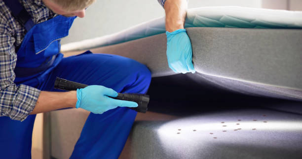 Best Local Pest Control Services  in Youngtown, AZ