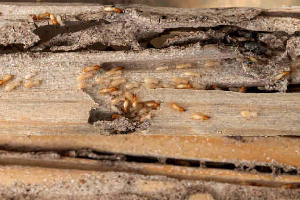 Bird Control in Youngtown, AZ