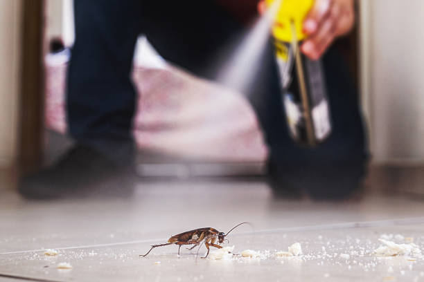 Pest Prevention Services in Youngtown, AZ